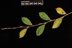 Salix atrocinerea. Slim branchlet with leaves.
 Image: D. Glenny © Landcare Research 2020 CC BY 4.0